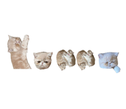 785769516