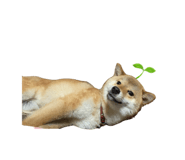 785825967