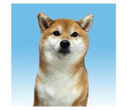 786459097