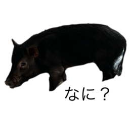 786597013