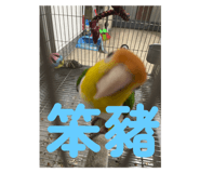 786604477