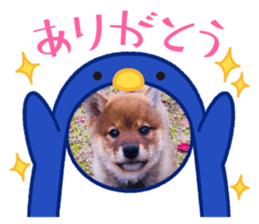 786704646