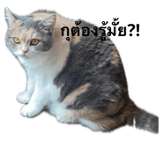 786772093
