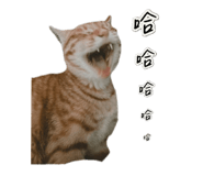 786797050