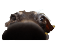786807915