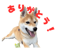786960211