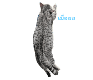786990861