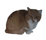 787382883