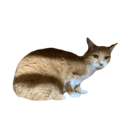 787382885