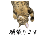 787440930
