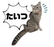 787445146