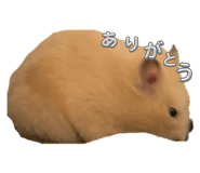 787570772