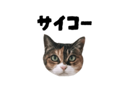 787744981