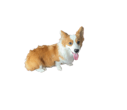 787754218