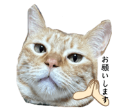 787844074