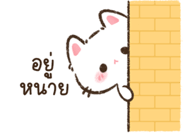 แมวจิ๋ว <3 รูปที่ 29