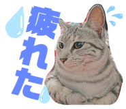 788163817