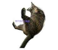 788336546