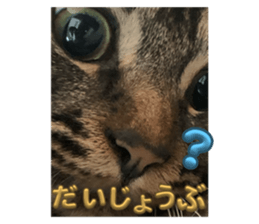 788530081