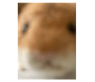 788750952