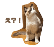 789002981