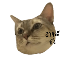 790156900