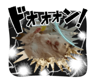 790454620
