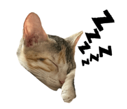 790553709