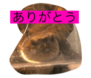 790655858