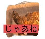 790655861
