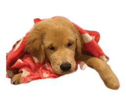 ลายที่ 3