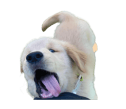 ลายที่ 5