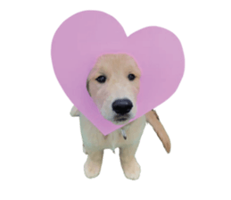 ลายที่ 7