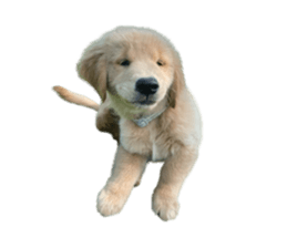 ลายที่ 9