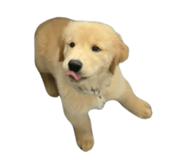 ลายที่ 11