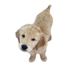 ลายที่ 13