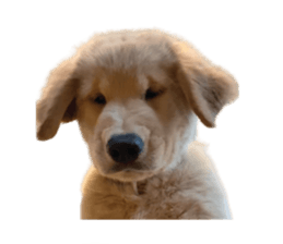 ลายที่ 15