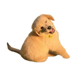 ลายที่ 17