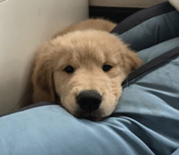 ลายที่ 19