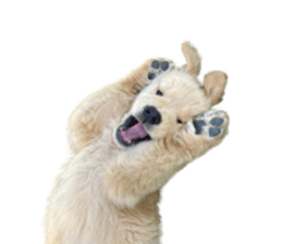 ลายที่ 21