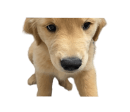 ลายที่ 25