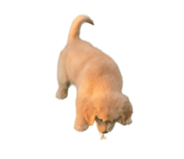 ลายที่ 27