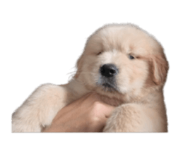 ลายที่ 29