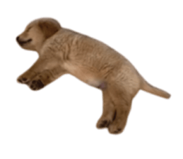 ลายที่ 31