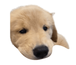 ลายที่ 33