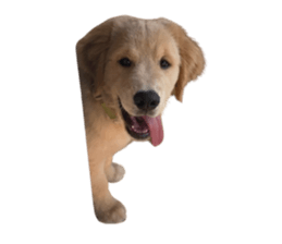 ลายที่ 37