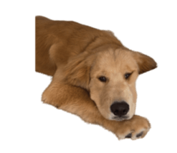 ลายที่ 39