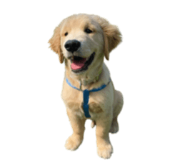 ลายที่ 41