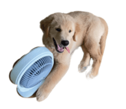 ลายที่ 43