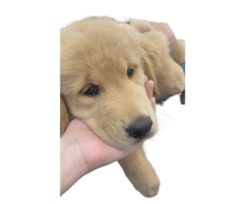 ลายที่ 45